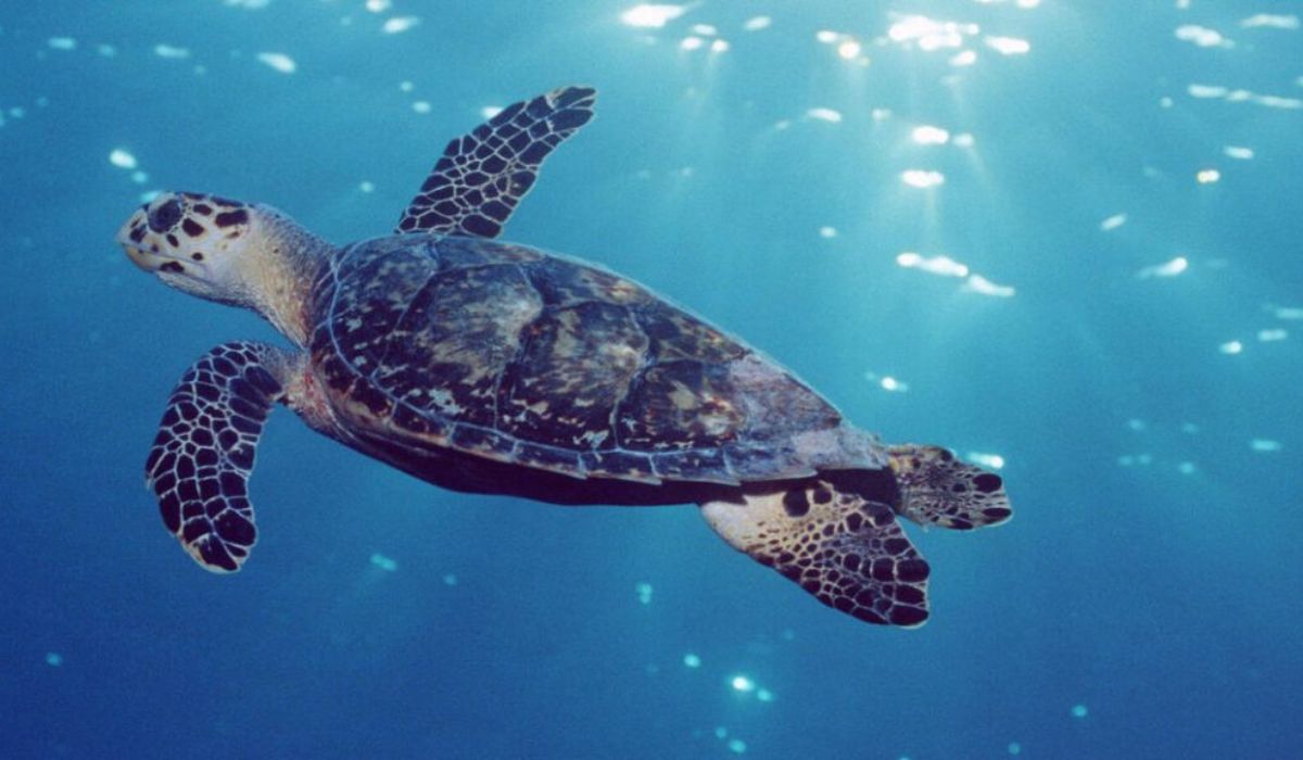Qatar begins Hawksbill Turtle hatchling release season on 14 June 2026